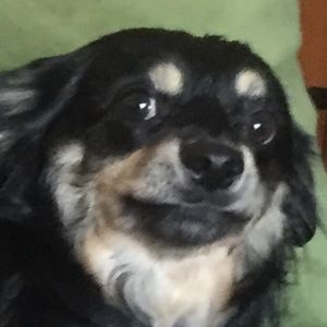 Meet your Posher, Cara